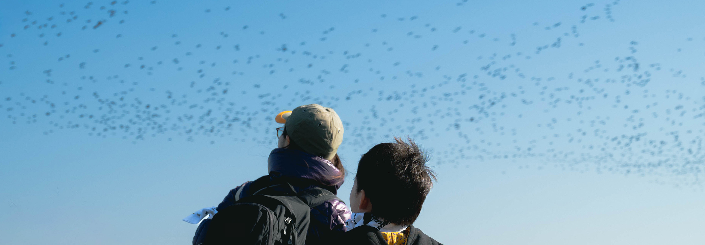 空を見上げる親子と鳥の群れ